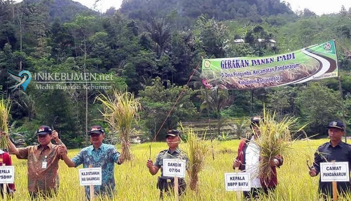 Produksi Beras Nasional Dipastikan Melebihi Target
