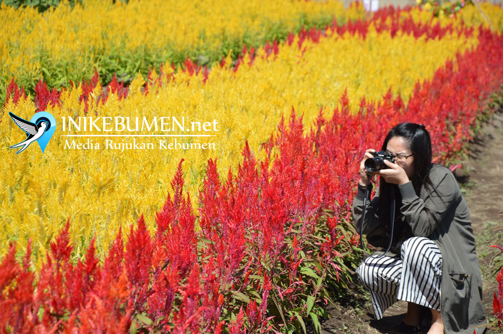 Heboh Kebun Bunga di Ambal, Inilah Lokasi Tepatnya!