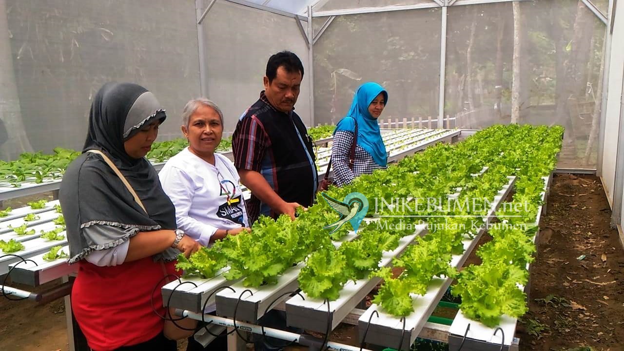 Kelurahan Kebumen Gagas Pasar Sayuran Hidroponik di Pereng Lukulo