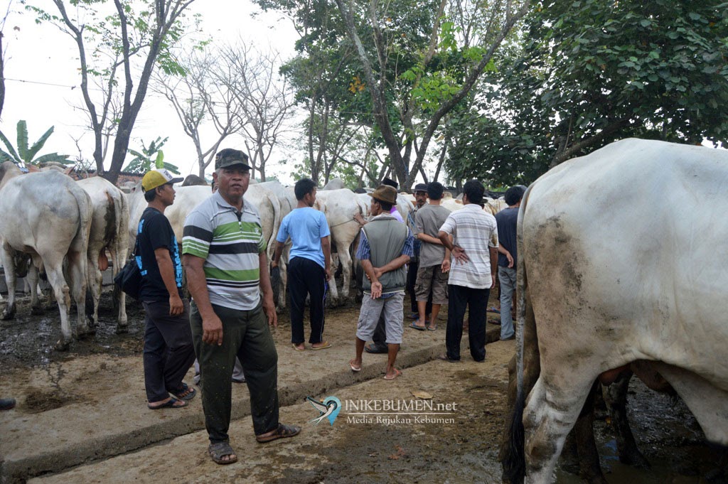 Penting! Warga Kebumen Diimbau Tak Menyembelih Hewan Kurban Dekat Hewan Kurban Lainnya