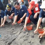 HUT ke-74, PMI Kebumen Lepasliarkan 500 Tukik dan Tanam 5.000 Mangrove