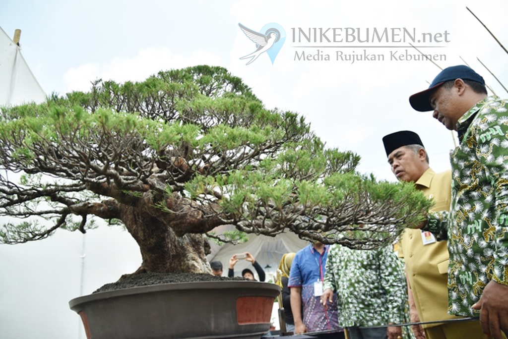 Digelar Perdana, Ratusan Bonsai Dipamerkan di Alun-alun Kebumen