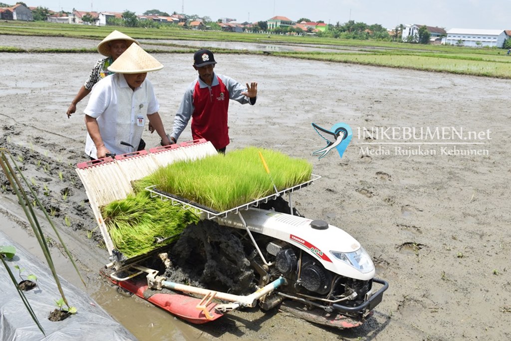 Turun ke Sawah, Bupati Kebumen Pimpin Tanam Padi di Kembaran