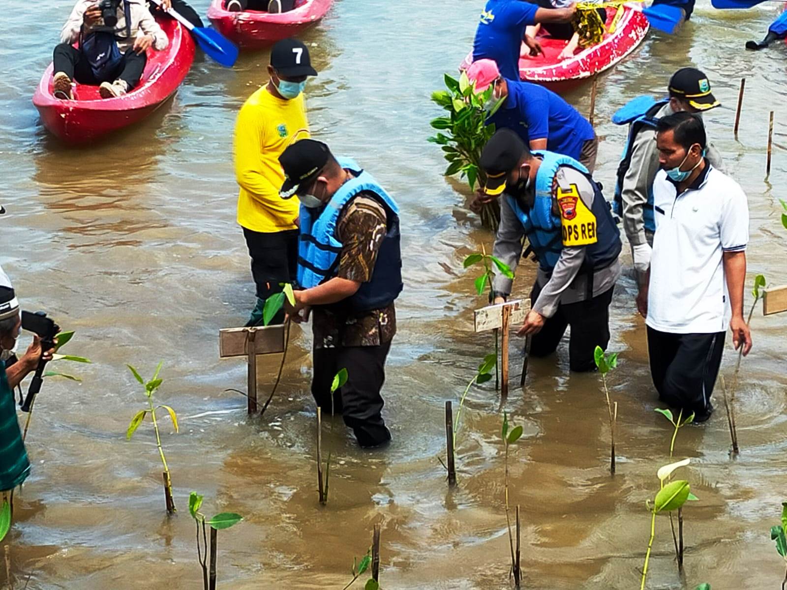 Mageri Segoro, 50 Ribu Bibit Mangrove Ditanam di Pantai Ayah