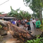 Pohon Mahoni Tumbang, Satu Pemotor di Gombong Dilarikan ke Rumah Sakit