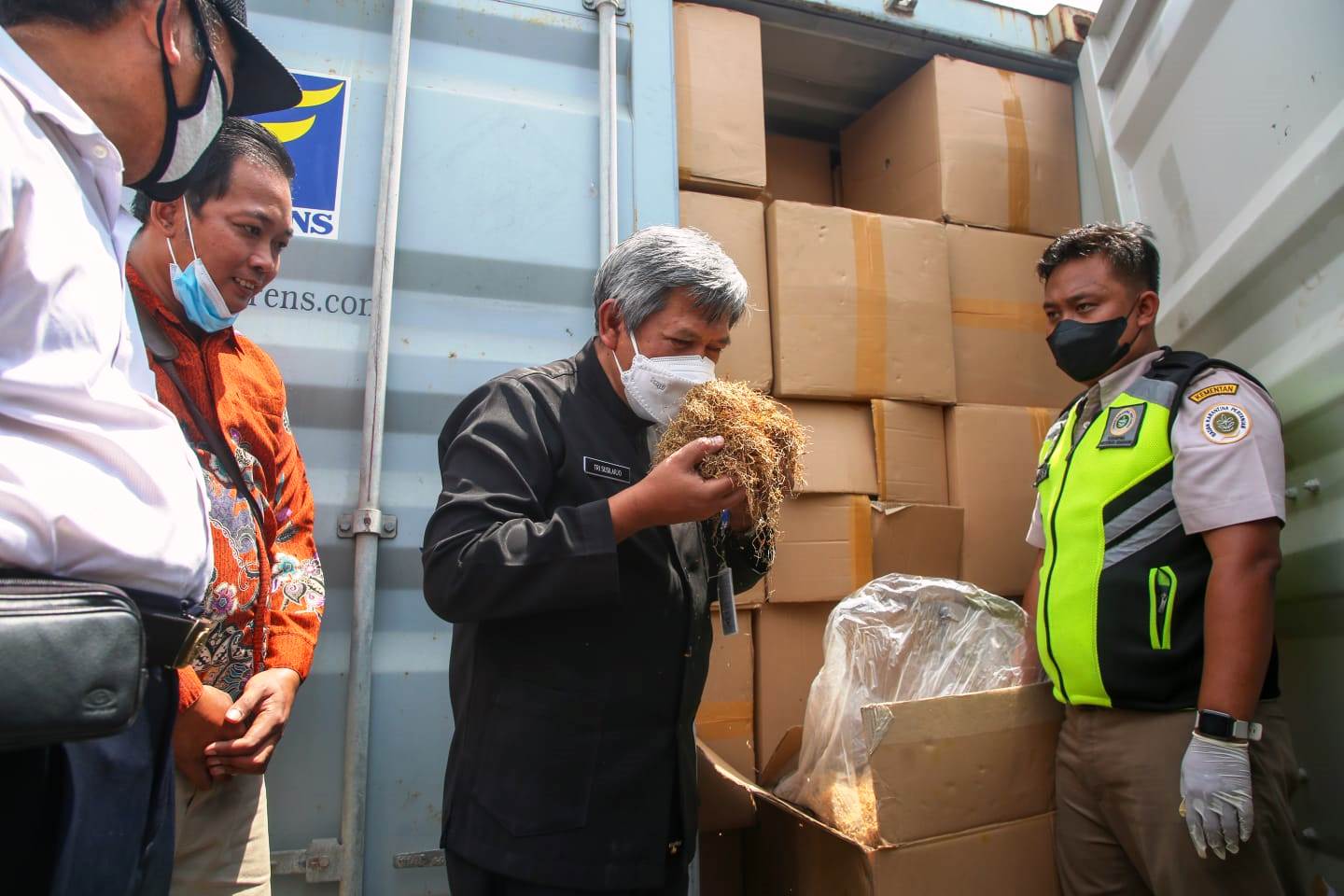 Wih Keren, Daun Talas Asal Jateng Rambah Pasar Australia