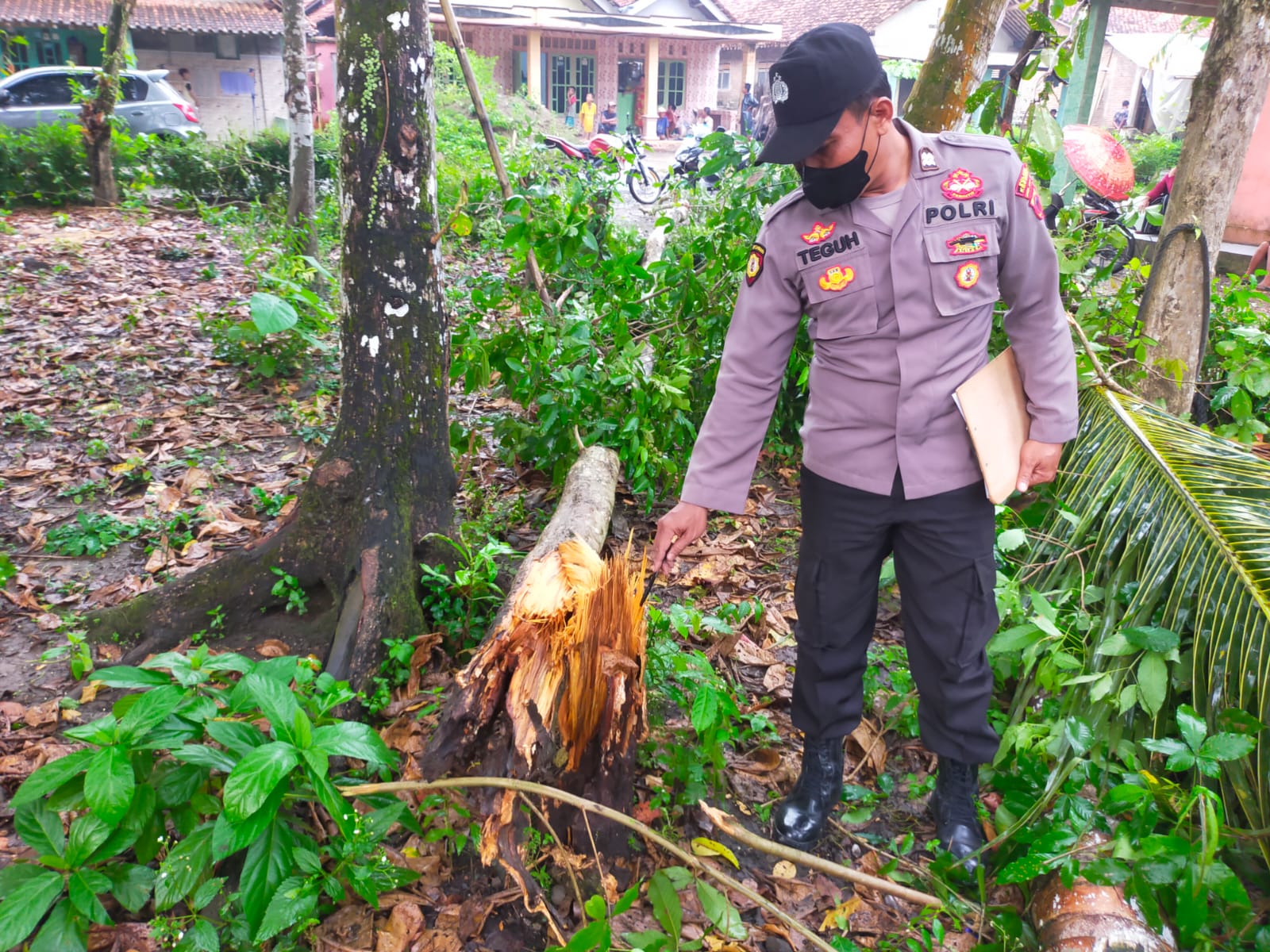 Innalillahi! Dua Warga Kebumen Tertimpa Pohon Laban, Satu Korban Dilaporkan Tewas
