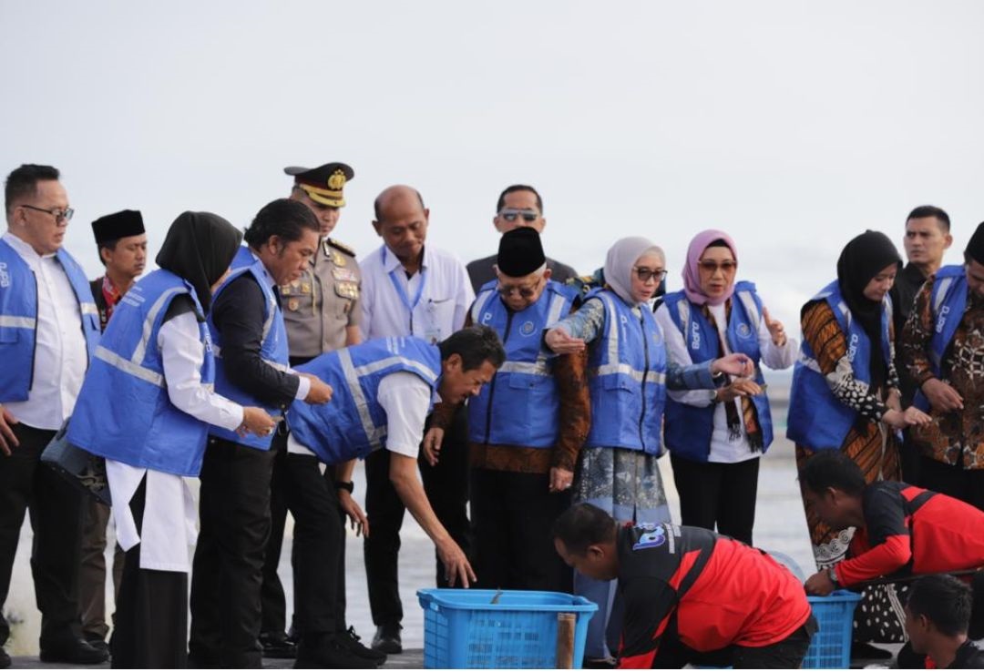 Wapres Ma’ruf Amin Panen 249 Ton Udang Vaname di Kebumen: Jadi Momentum Kebangkitan Perikanan Indonesia